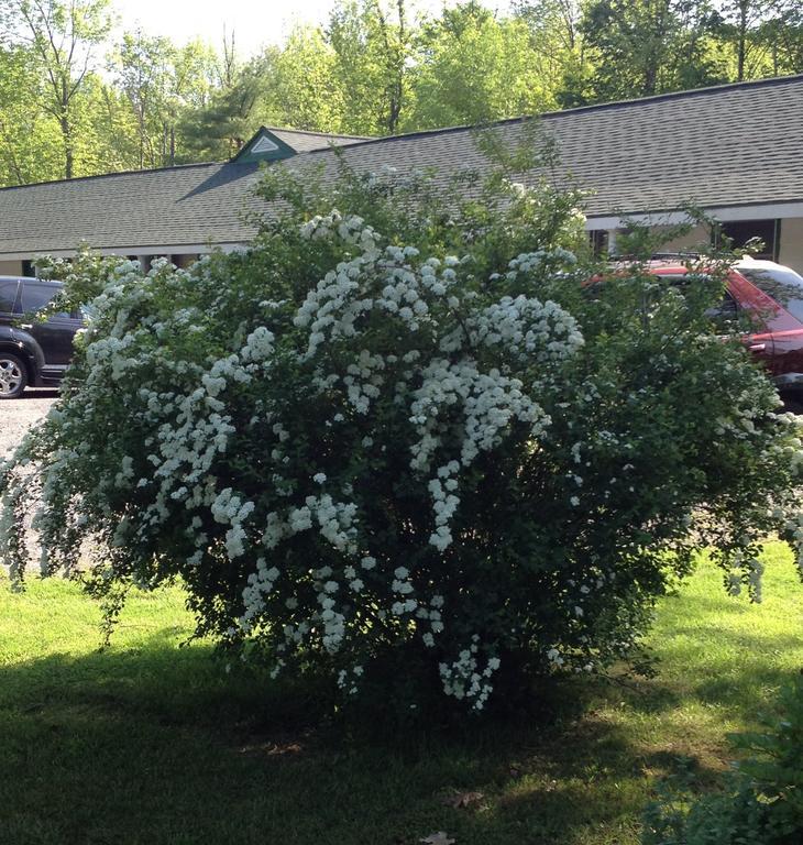 Mcgregor Inn Motel Wilton Екстериор снимка